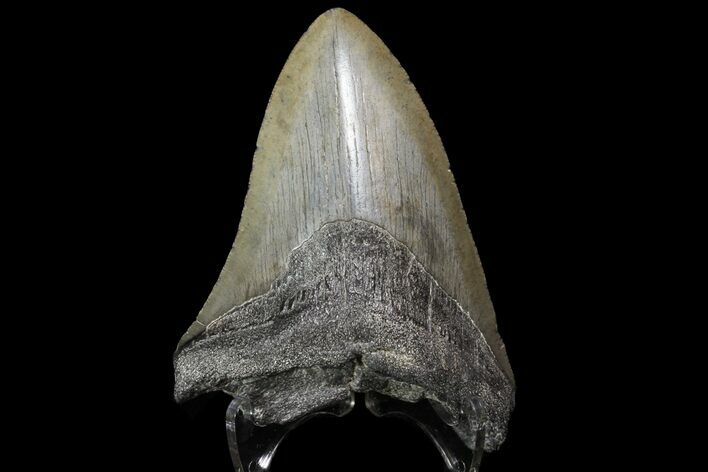Bargain, Fossil Megalodon Tooth - Georgia #76465